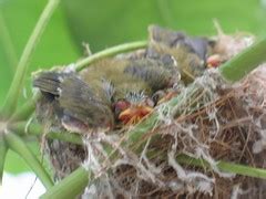 綠繡眼棄巢|空巢之謎 記2012夏